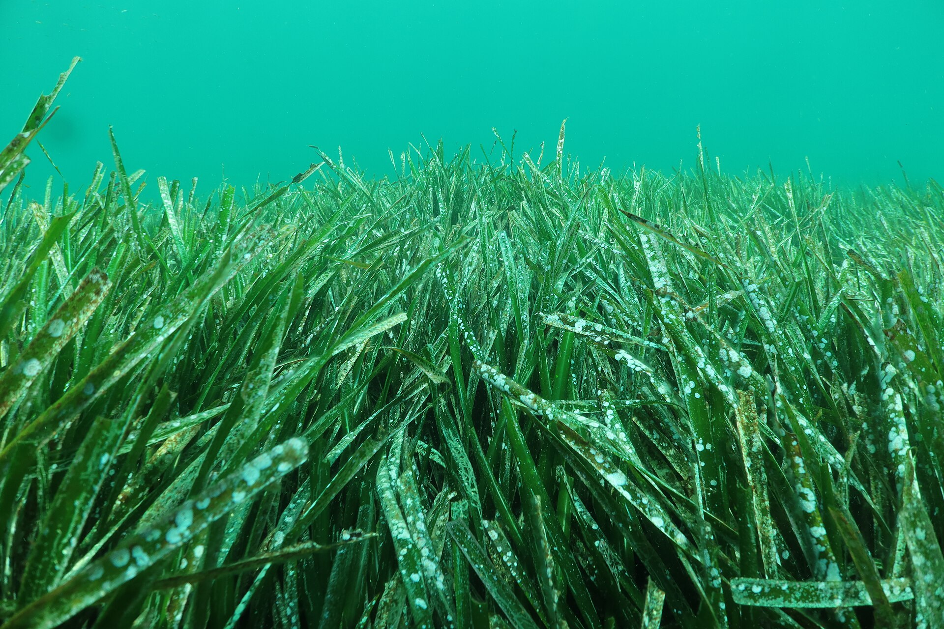 Herbier de posidonie en Méditerranée