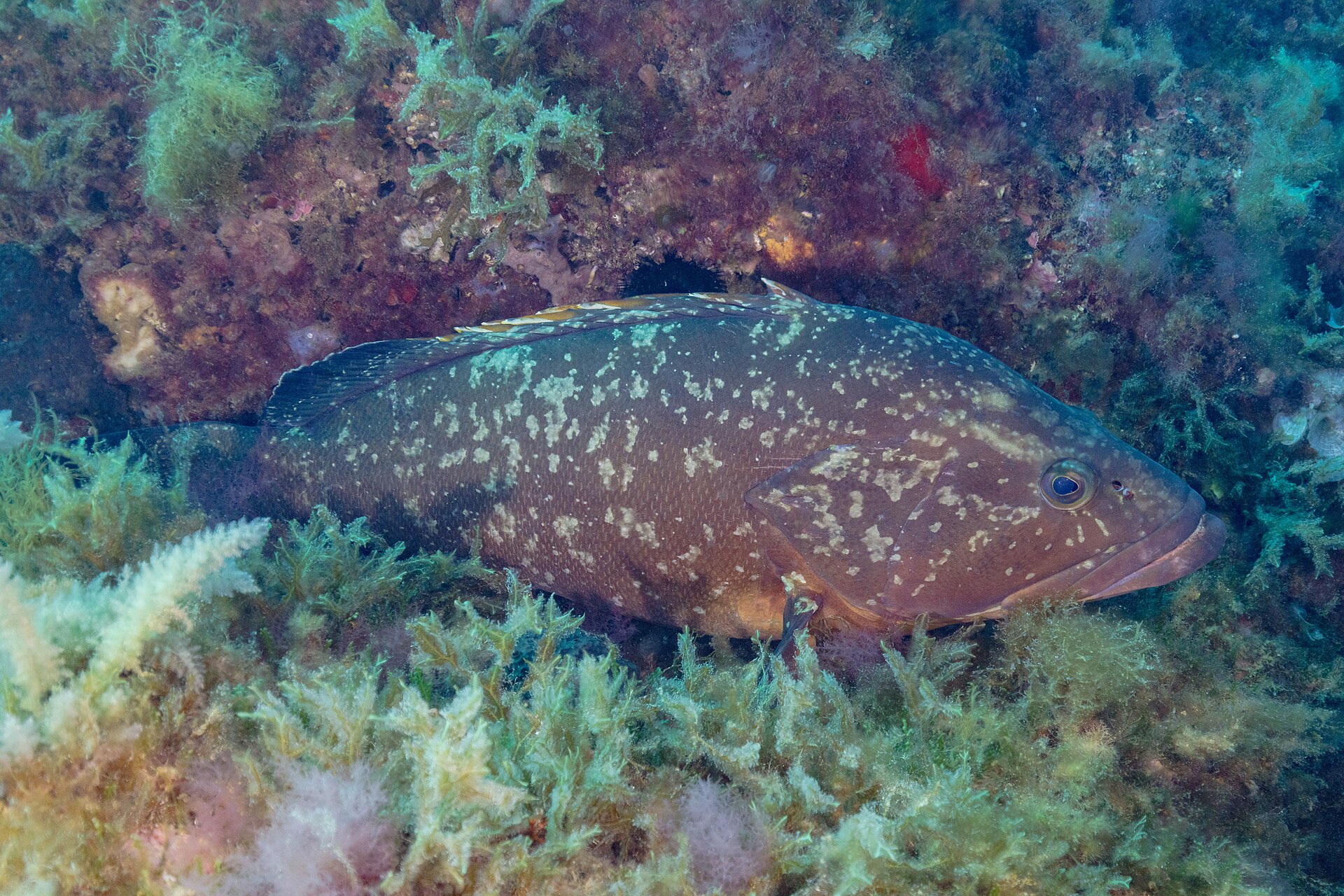 Mérou brun en Méditerranée